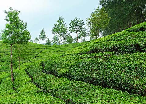 Spice Garden