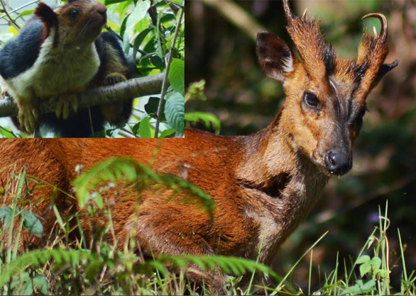 Wildlife